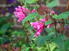 Salvia Colour