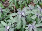 Salvia Leaves