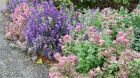 Salvia Viridis Mixed