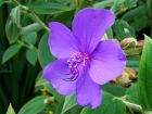 Small Purple Flower