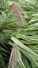 Stipa Tenuissima Grass