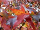 Sunny Autumn Leaves