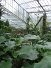 Tropical Conservatory Kew