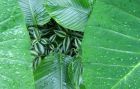 Tropical Foliage Patterns