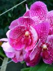 Tropical Orchid