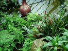 Tropical Pond Plants