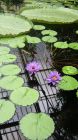 Tropical Waterlilies