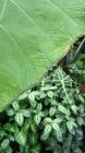 Variegated Tropical Leaves