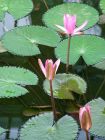 Water Lillies Opening