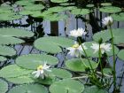 Water Lillies3