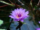 Water Lilly Closeup