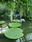 Water Lily Kew Chihuly