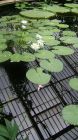 Waterlily Flower Reflection