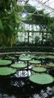 Waterlily House Reflection