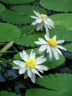 White Water Lilly Trio