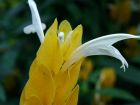 Yellow White Flower