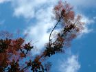 Cotinus Blue Sky