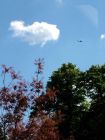 Cotinus Cloud Tree Plane