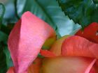 Rose Petal Vein Leaf