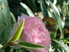 Rose Viburnum Dew