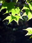 Sunny Green Leaves