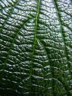 Viburnum Leaf Closeup