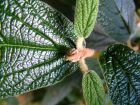 Viburnum Leaf Closeups