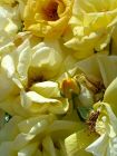 Yellow Rose Cluster