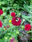 Bumble Bee Red Flower