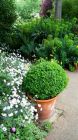 Container Topiary Euphorbia