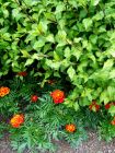 Foliage Orange Flowers