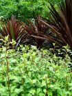 Shrub Cordyline