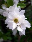 Delicate White Spring Blossom
