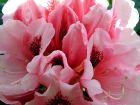 Flaring Dark Pink Rhododendron Flowers