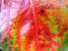 Fractal Leaf Veins
