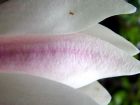 Magnolia Flower