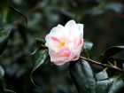 Pale Pink Camelia Bloom