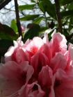 Pink White Rhododendron Sun Light