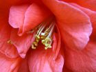 Pinky Red Rhododendron Flower