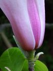 Purple Magnolia Petal