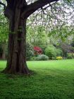 Sheltered Green Tree Shades