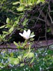 Single Magnolia Spring