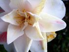 Spikey White Camelia Closeup