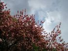 Spring Blossom Dark Clouds