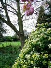 Spring Recuperation Garden