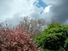 Spring Storm Cloud Blossom