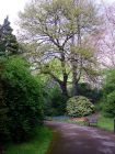 Spring Trees