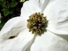 Sun Bleached White Flower