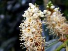 White Flower Closeup