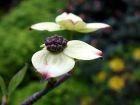 White Flower Pair